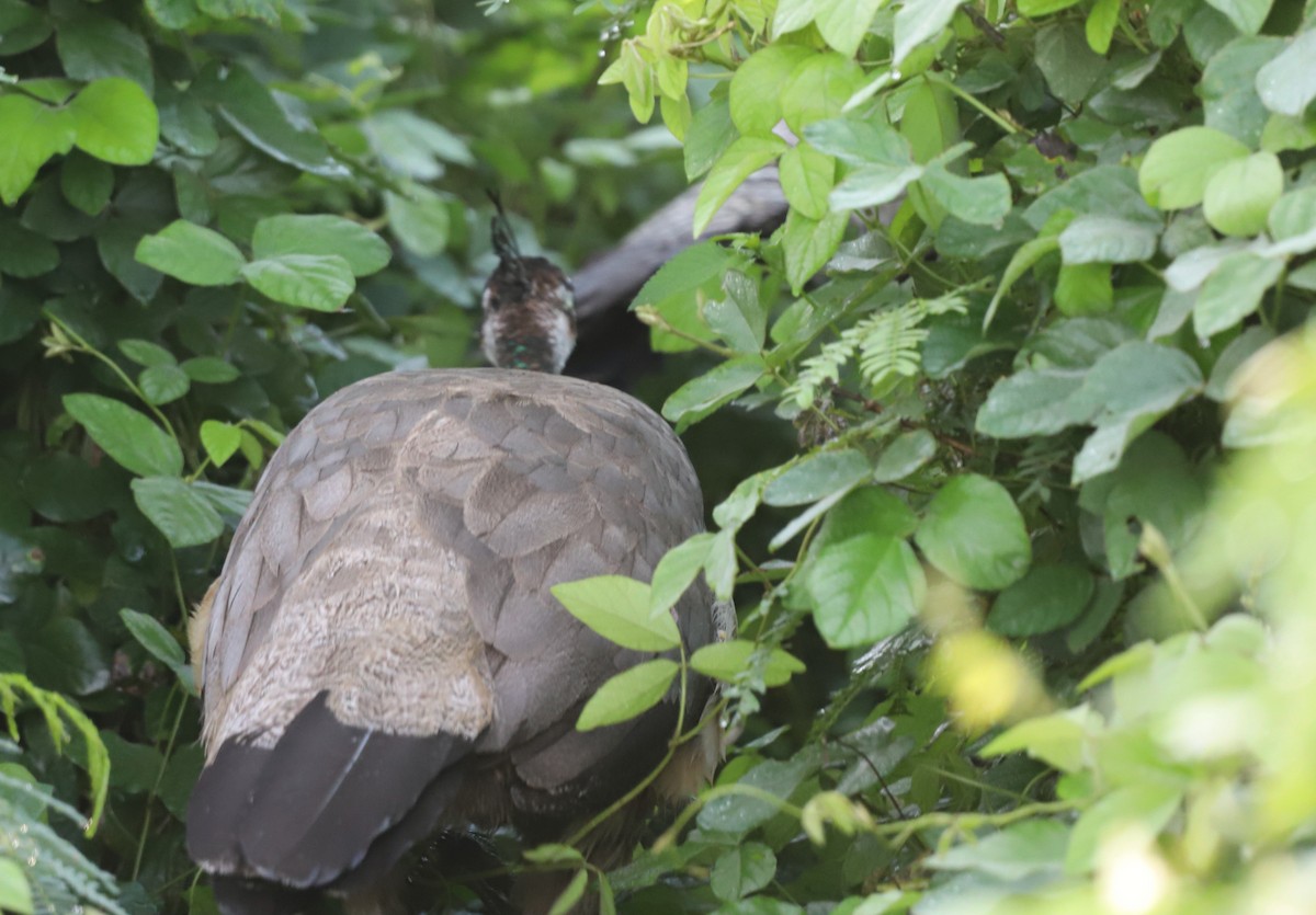 Indian Peafowl - ML548413601