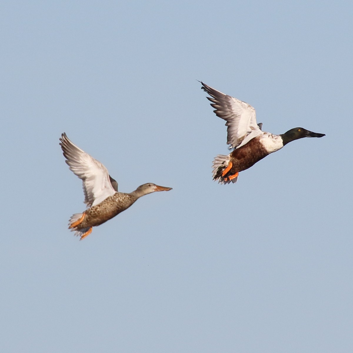 Northern Shoveler - ML54841361