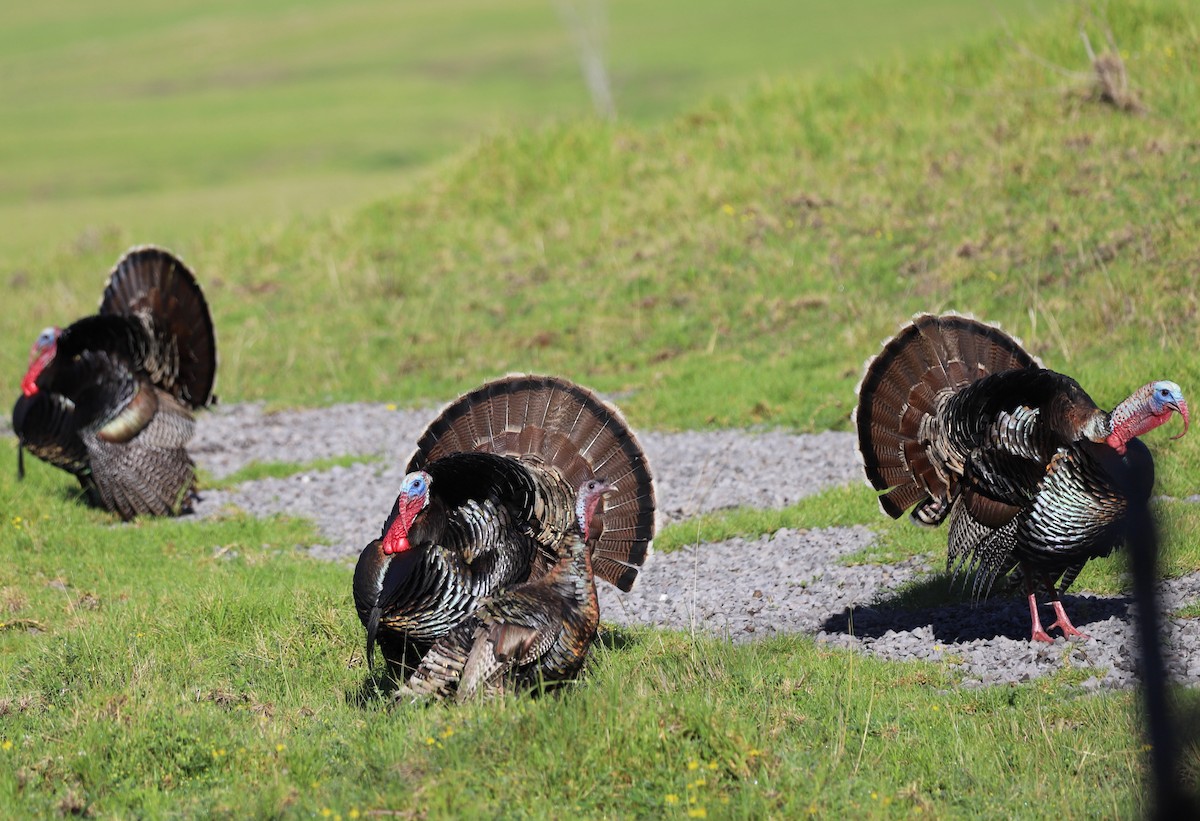 Wild Turkey - ML548414201