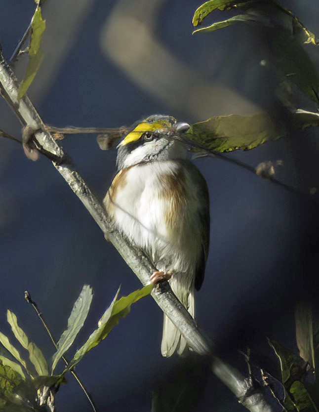 Chestnut-sided Shrike-Vireo - ML548414301