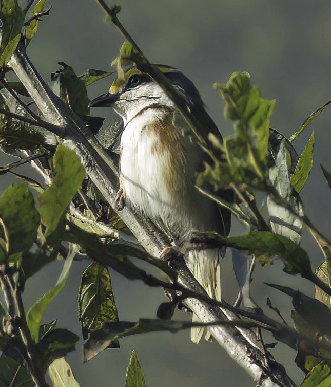 Chestnut-sided Shrike-Vireo - David Sedgeley