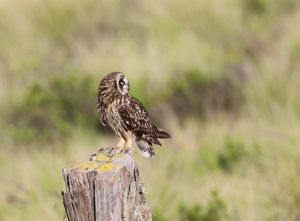 Short-eared Owl (Hawaiian) - Andrew S. Aldrich