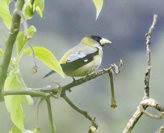 Hooded Grosbeak - ML548414691