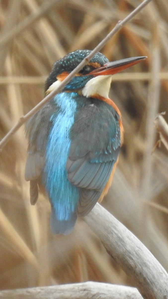 Common Kingfisher - Juan Carlos Solar Gómez