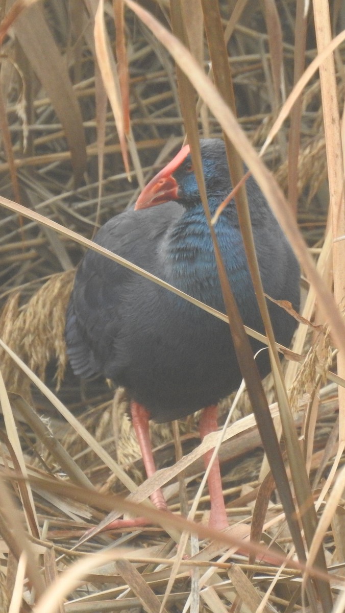 Western Swamphen - Juan Carlos Solar Gómez