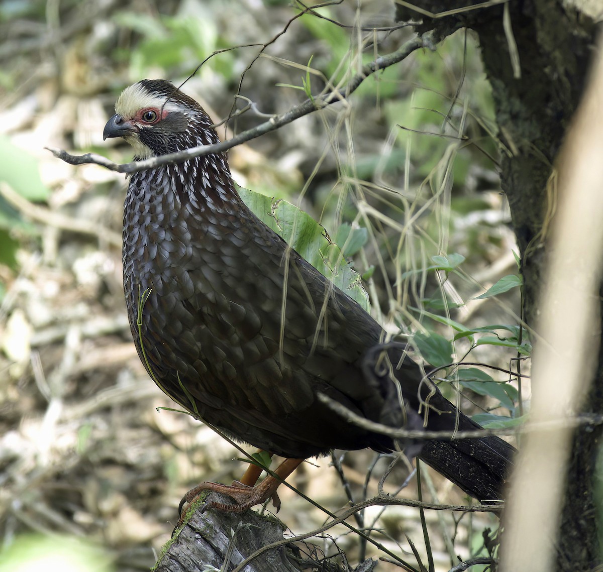 Buffy-crowned Wood-Partridge - ML548415831