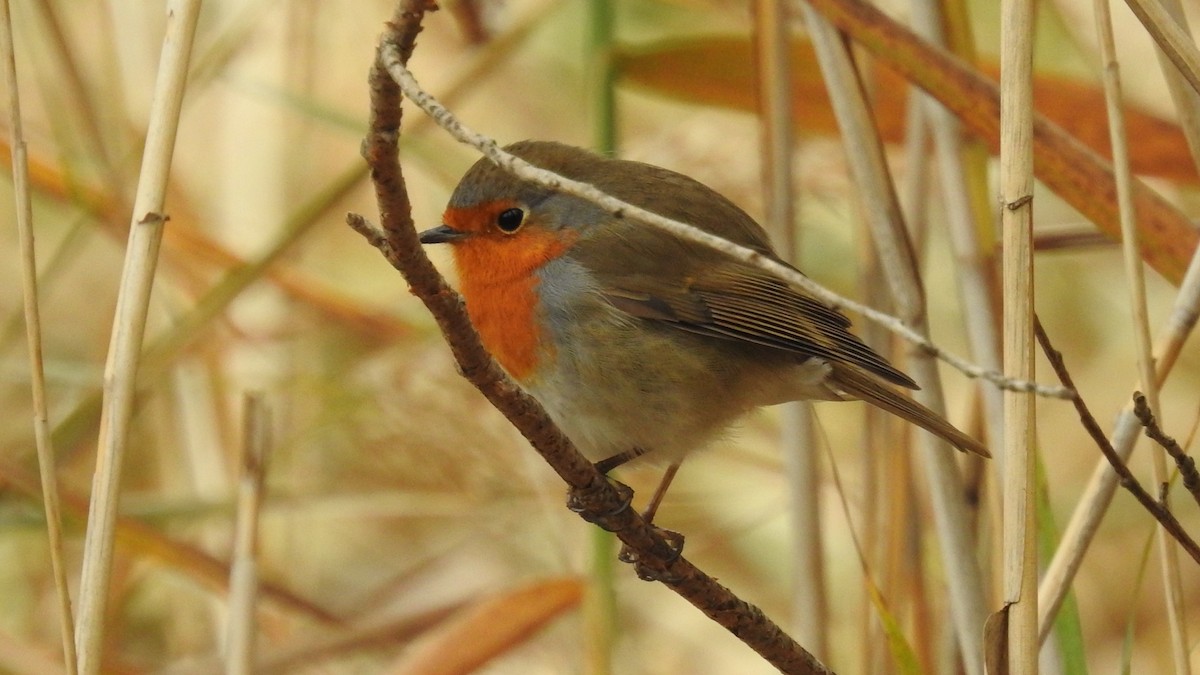 European Robin - ML548416571