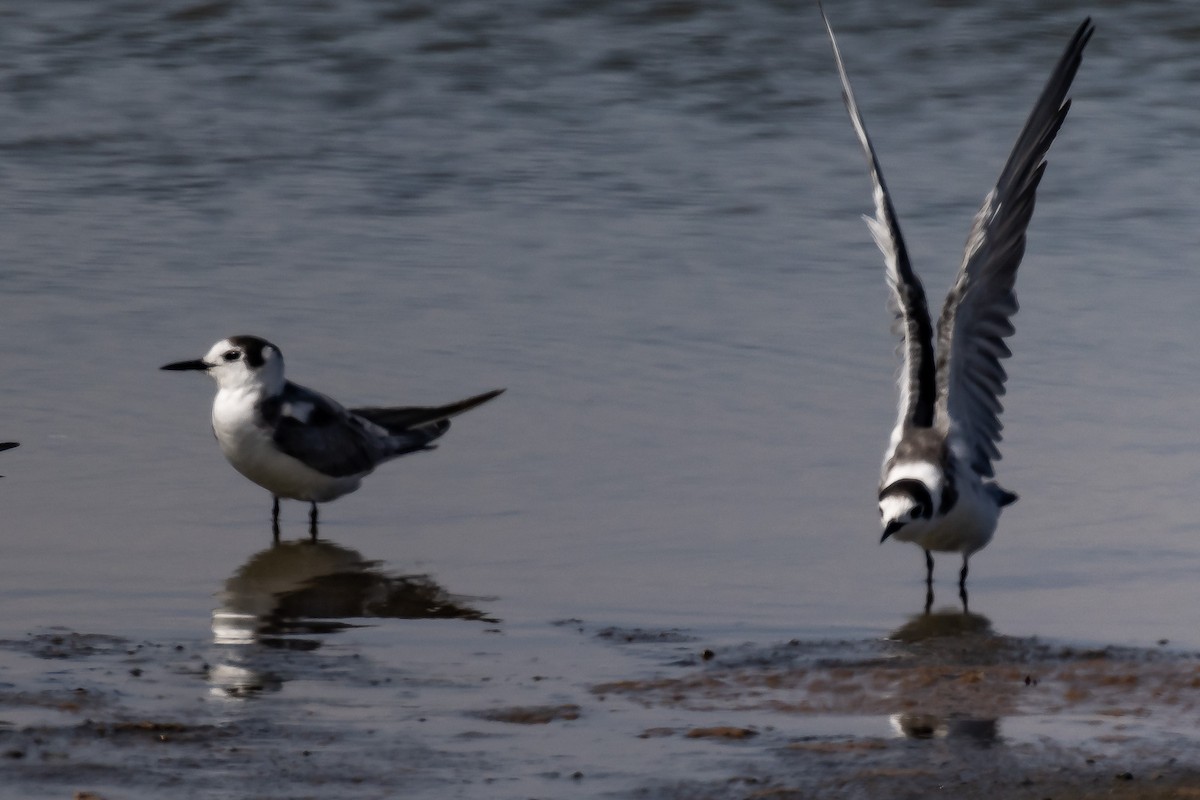 Black Tern - ML548416901