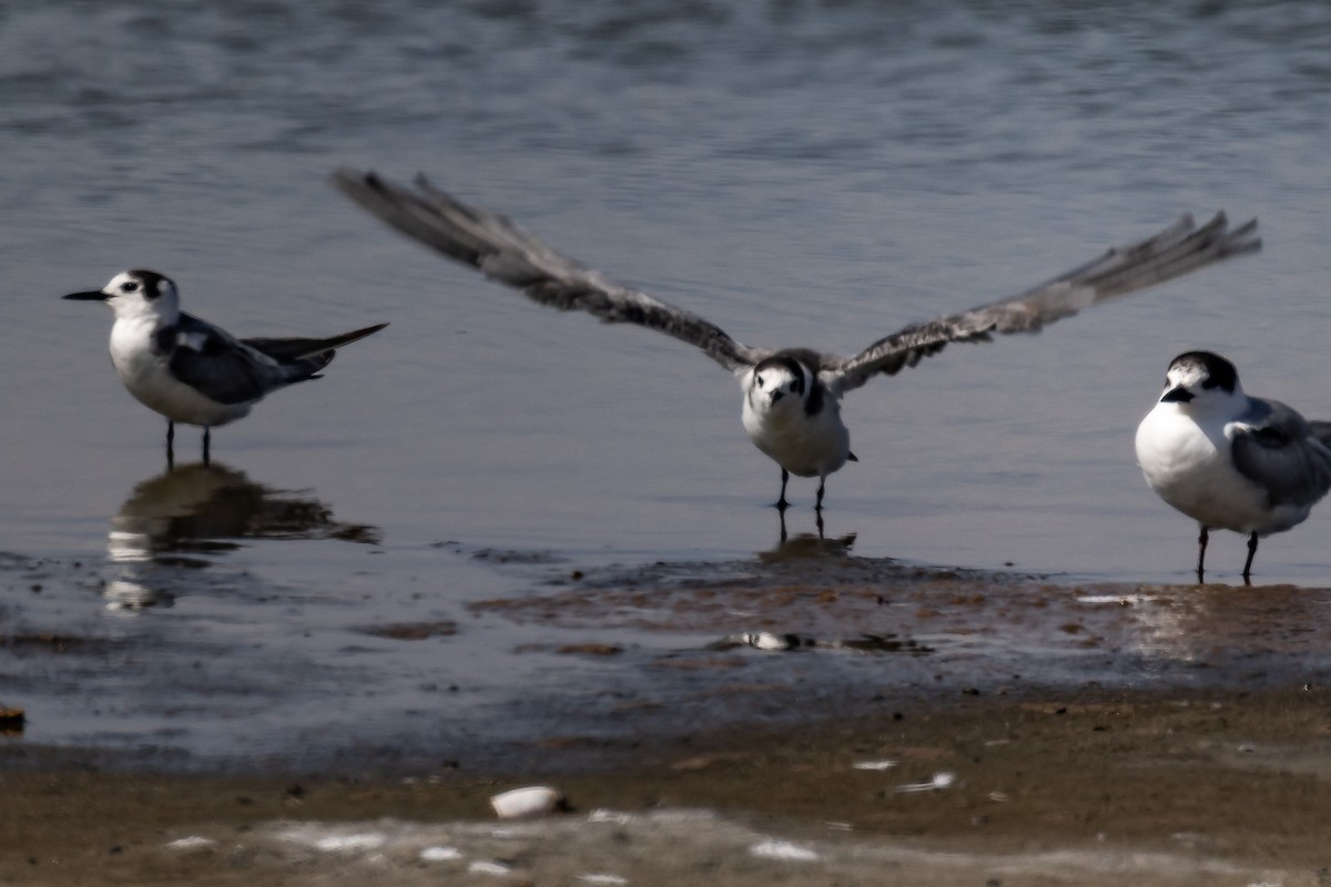 Black Tern - ML548416911