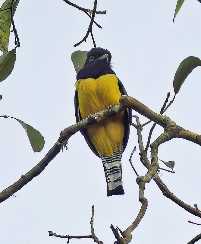 Gartered Violaceous Trogon - ML548416981