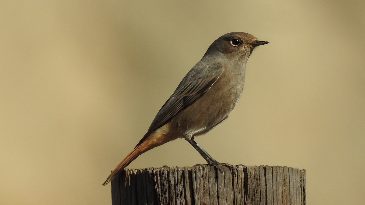 Black Redstart - Juan Carlos Solar Gómez