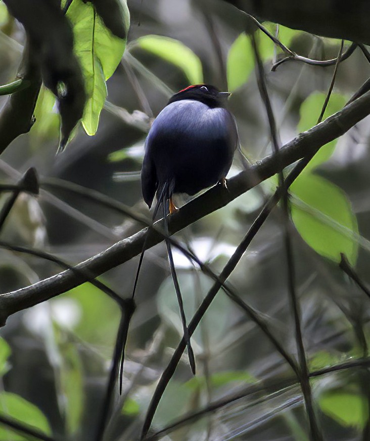 Long-tailed Manakin - ML548418071