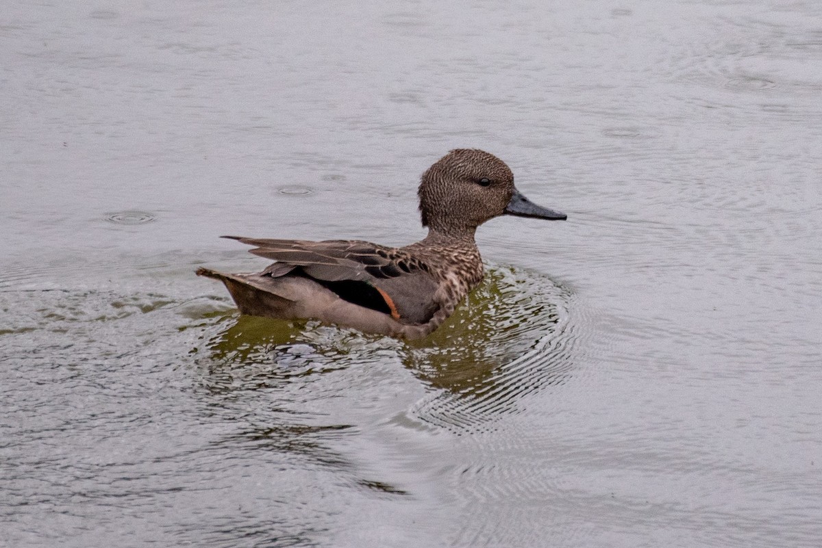 Andean Teal - ML548419801