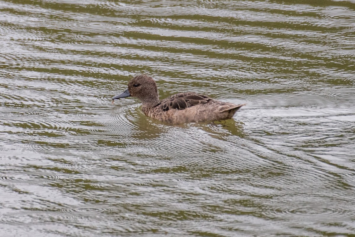 Andean Teal - ML548419811