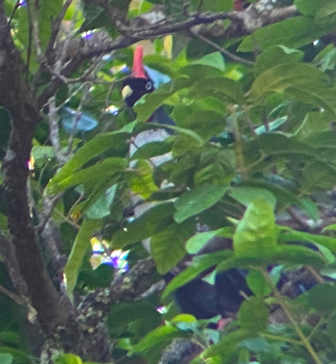 Horned Guan - ML548419891