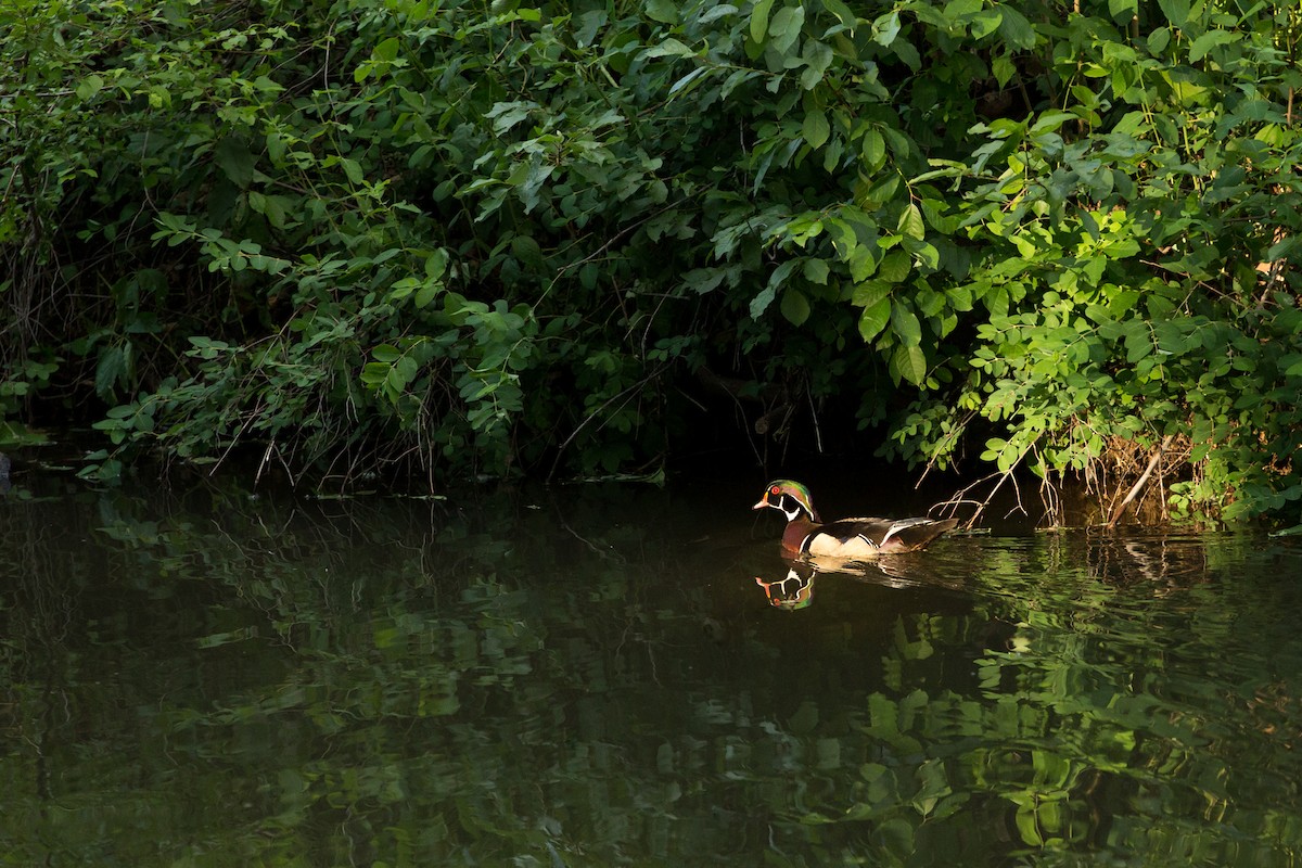 Wood Duck - ML548420301