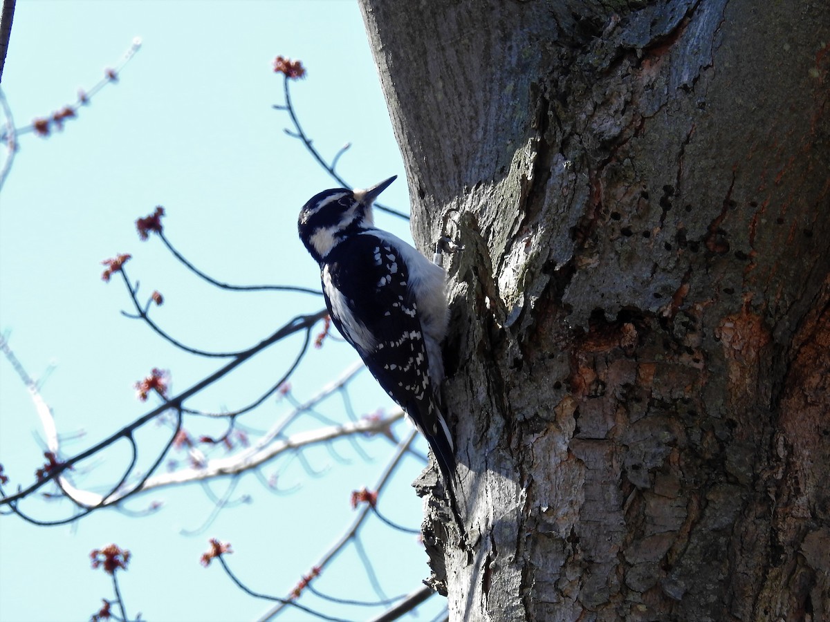 Hairy Woodpecker - ML54842061