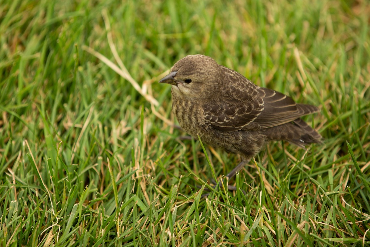 Brown-headed Cowbird - ML548421261