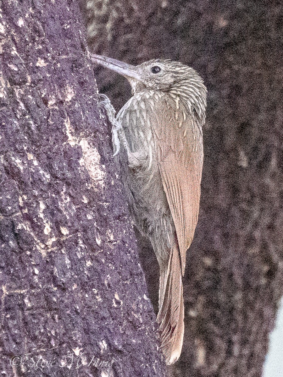 Ivory-billed Woodcreeper - ML548421291