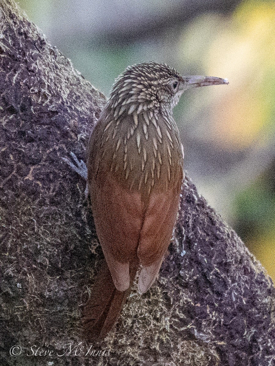 Ivory-billed Woodcreeper - ML548421301