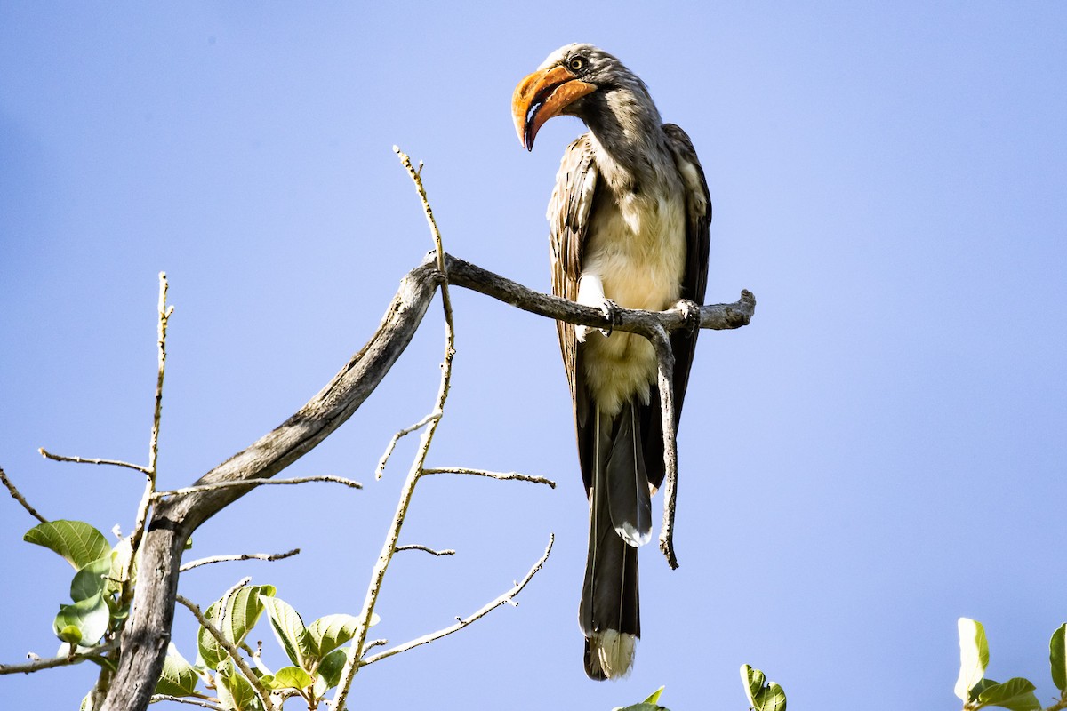 Bradfield's Hornbill - Albert Voigts von Schütz @ Leaflove Safari