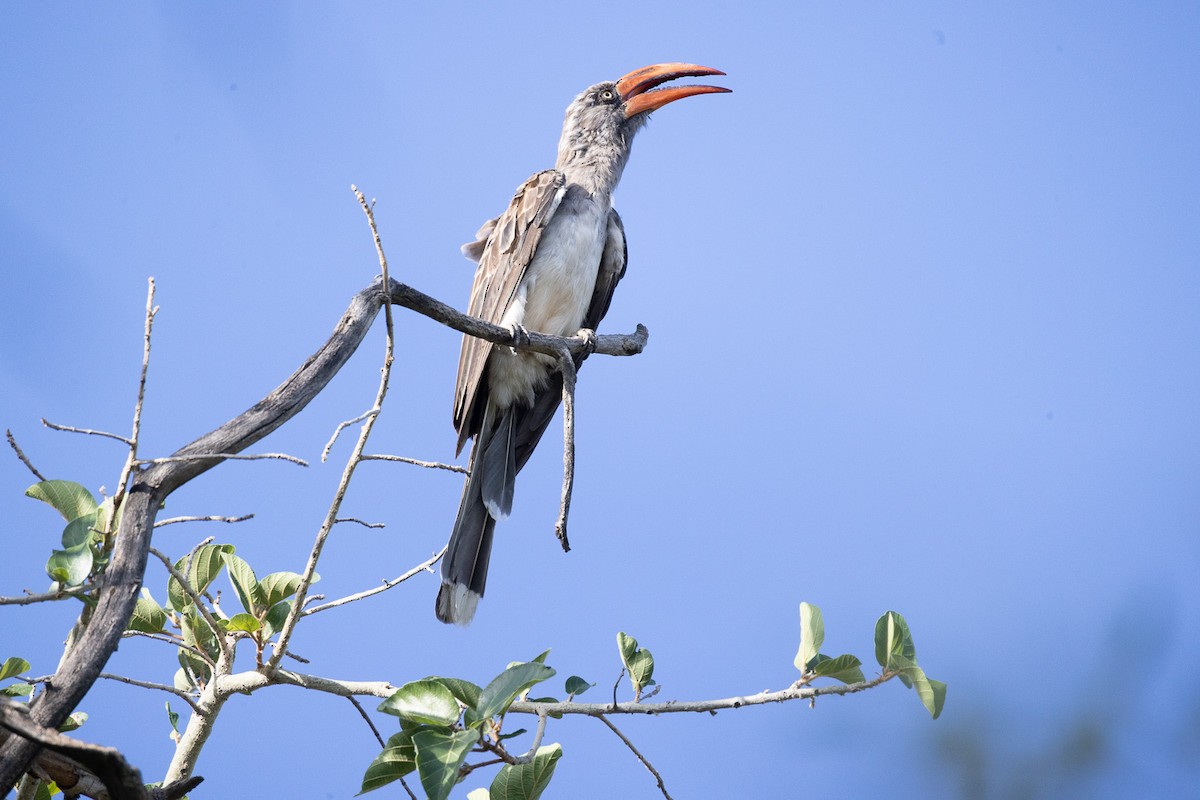 Bradfield's Hornbill - ML548421471