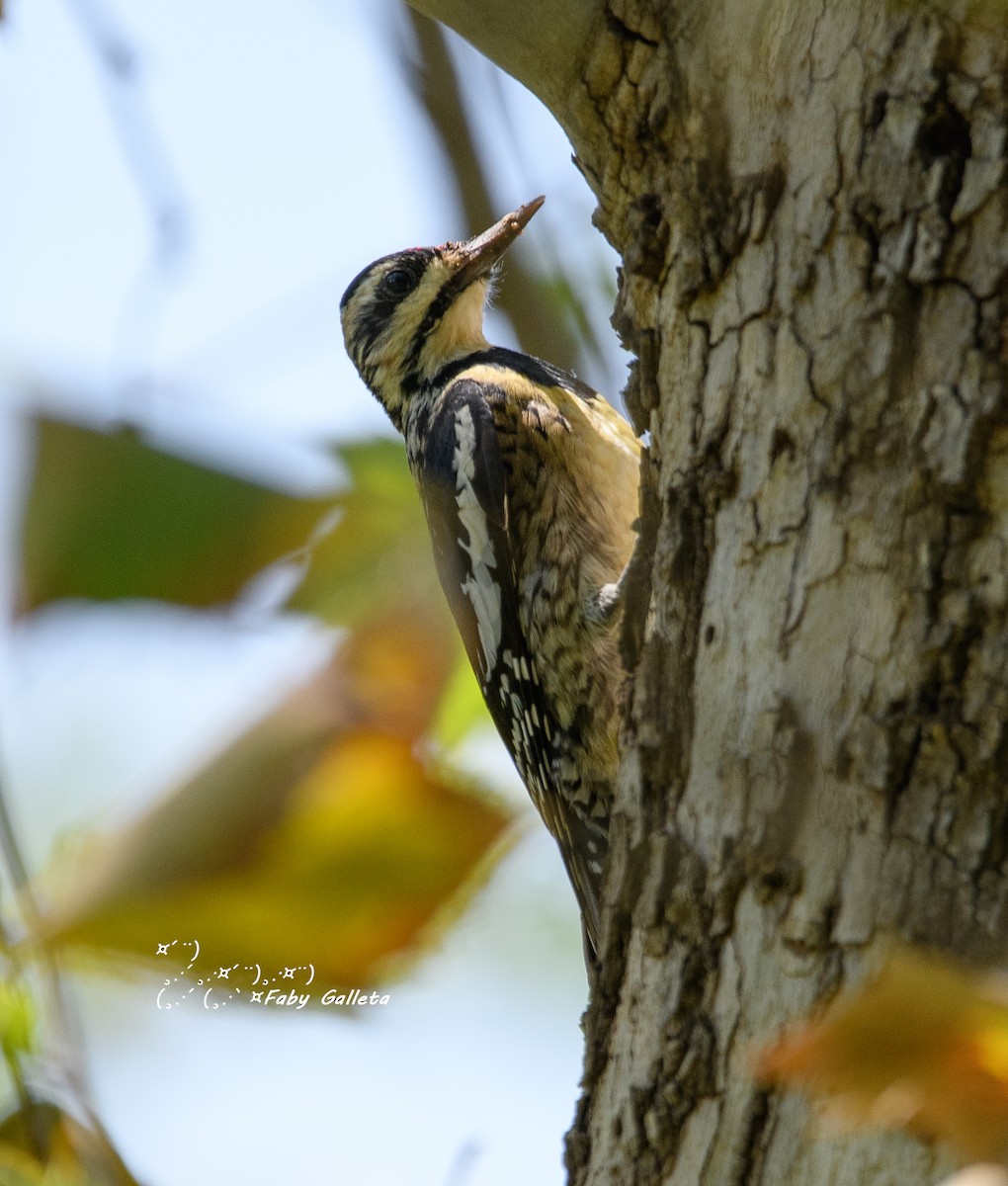Дятел-смоктун жовточеревий - ML548421601