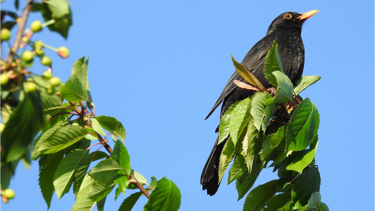 Eurasian Blackbird - Juan Carlos Solar Gómez