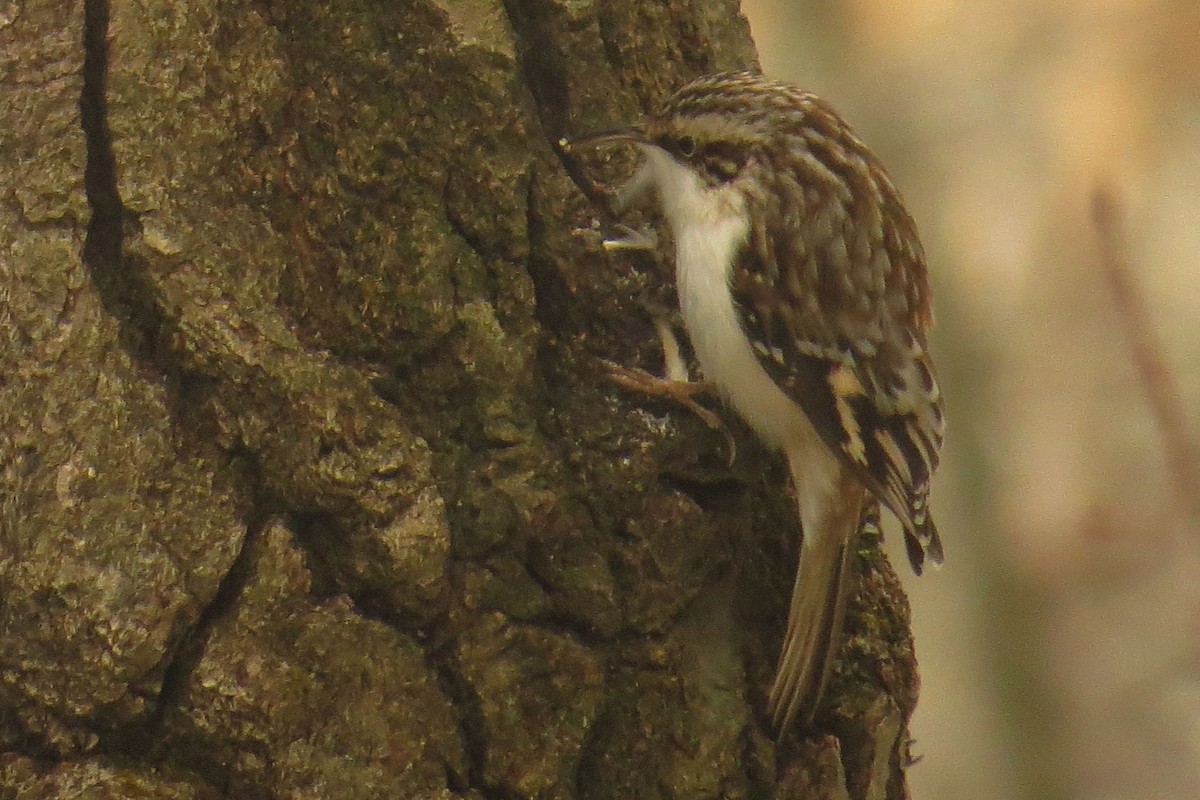 Brown Creeper - ML548422331