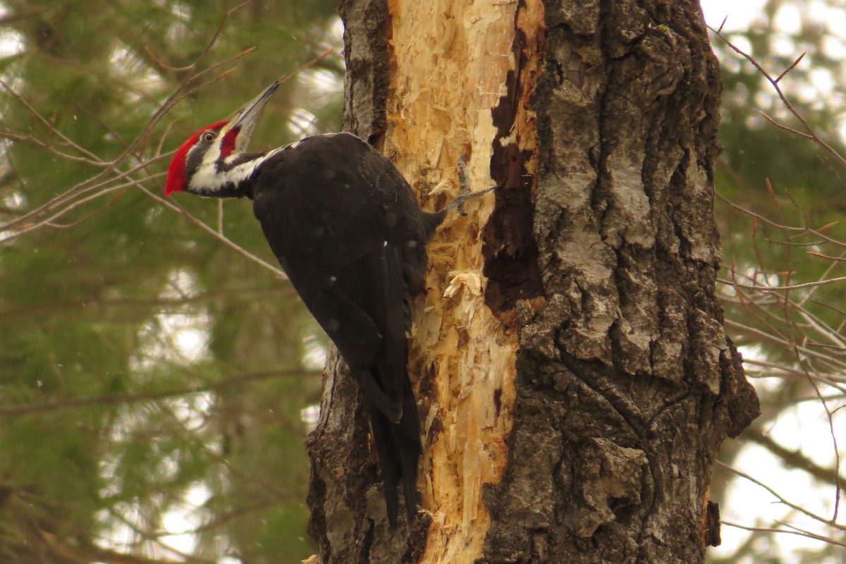 Pileated Woodpecker - ML548422491