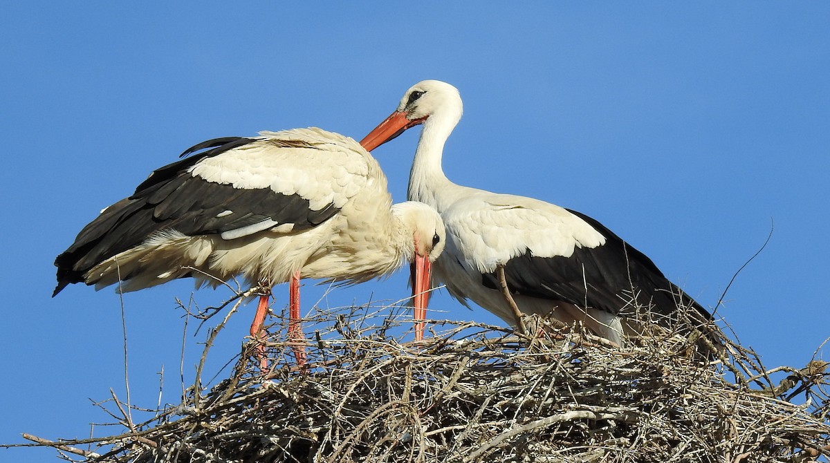 White Stork - ML548422591