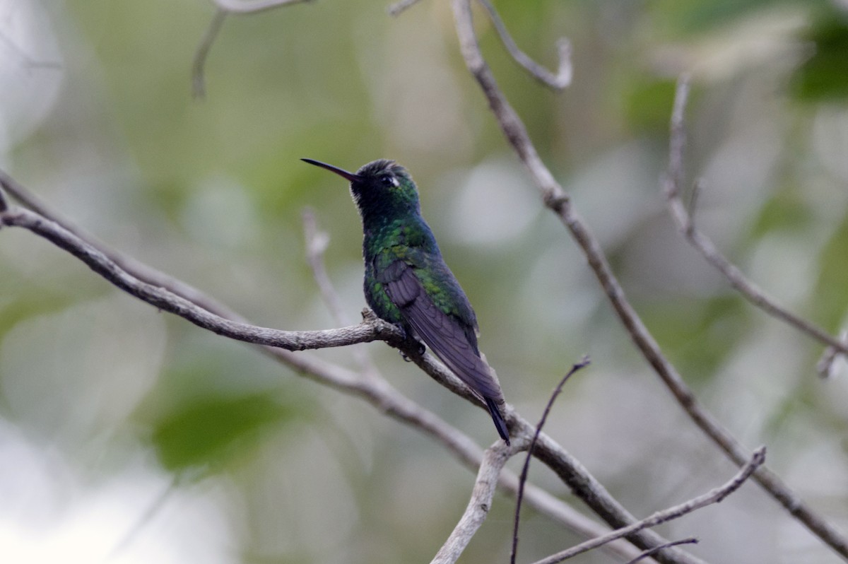 kolibřík kubánský - ML548423461