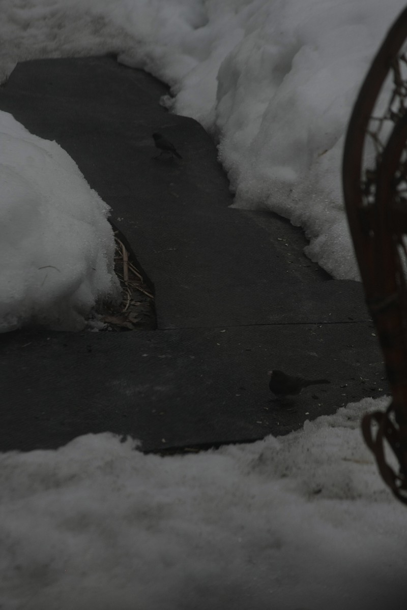 Dark-eyed Junco - ML548423891