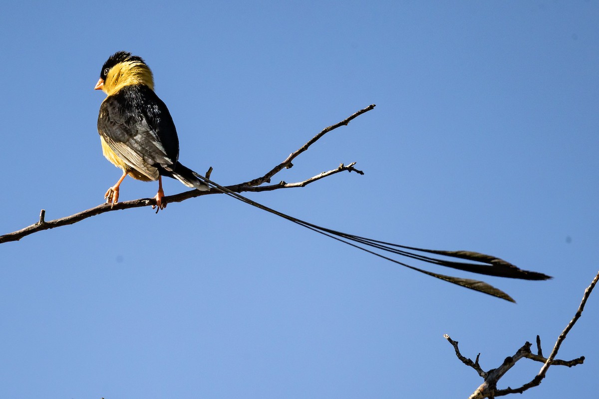 Shaft-tailed Whydah - Albert Voigts von Schütz