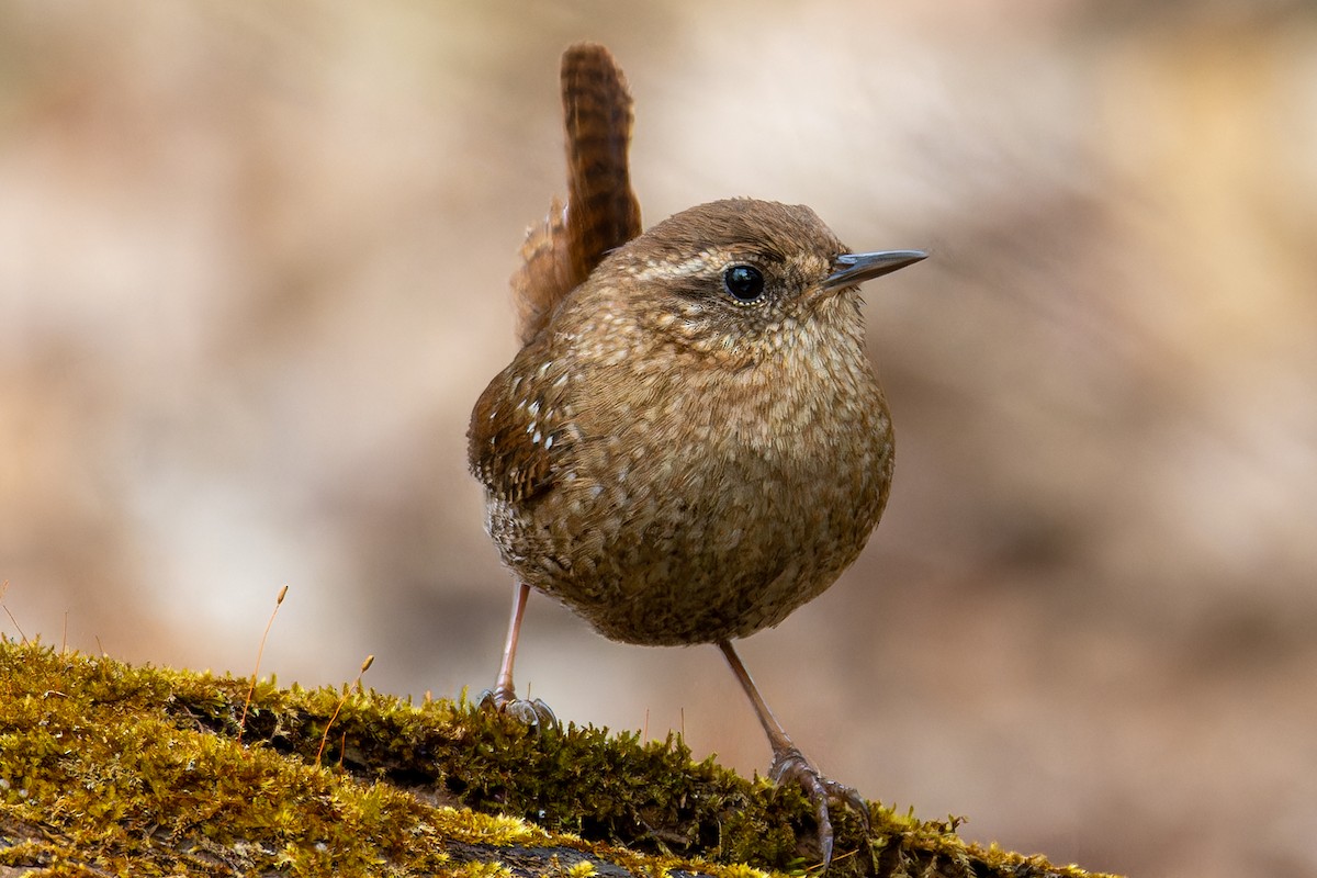 Winter Wren - ML548425551