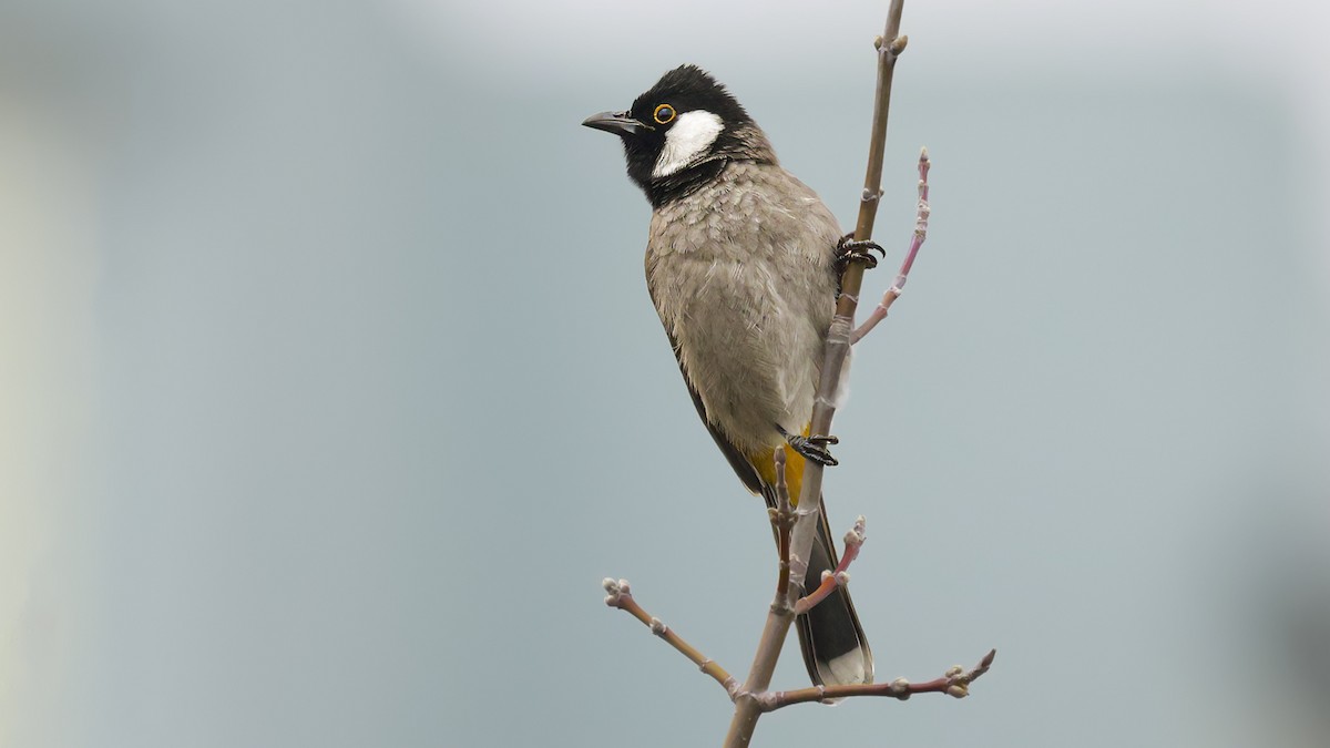 Bulbul à oreillons blancs - ML548426281