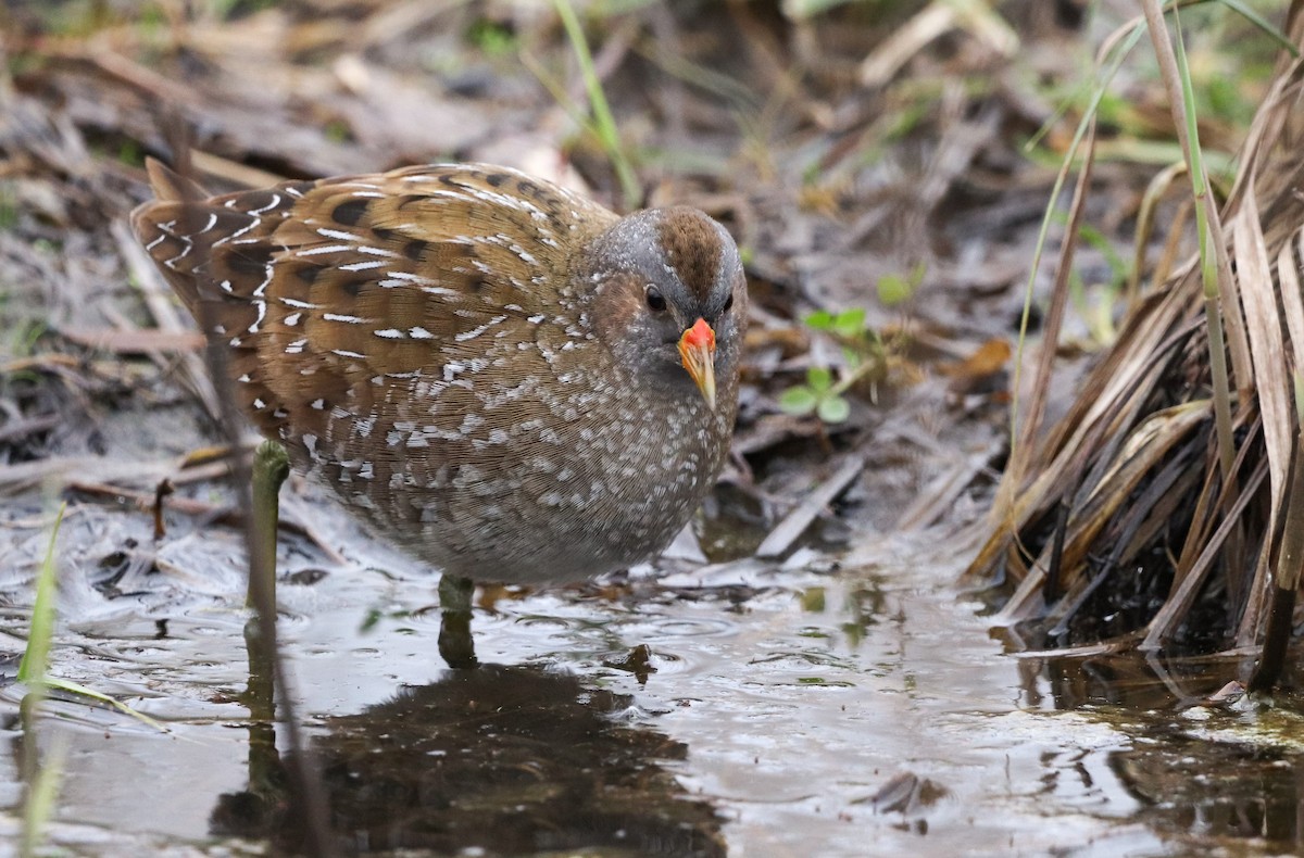 Spotted Crake - ML548426961