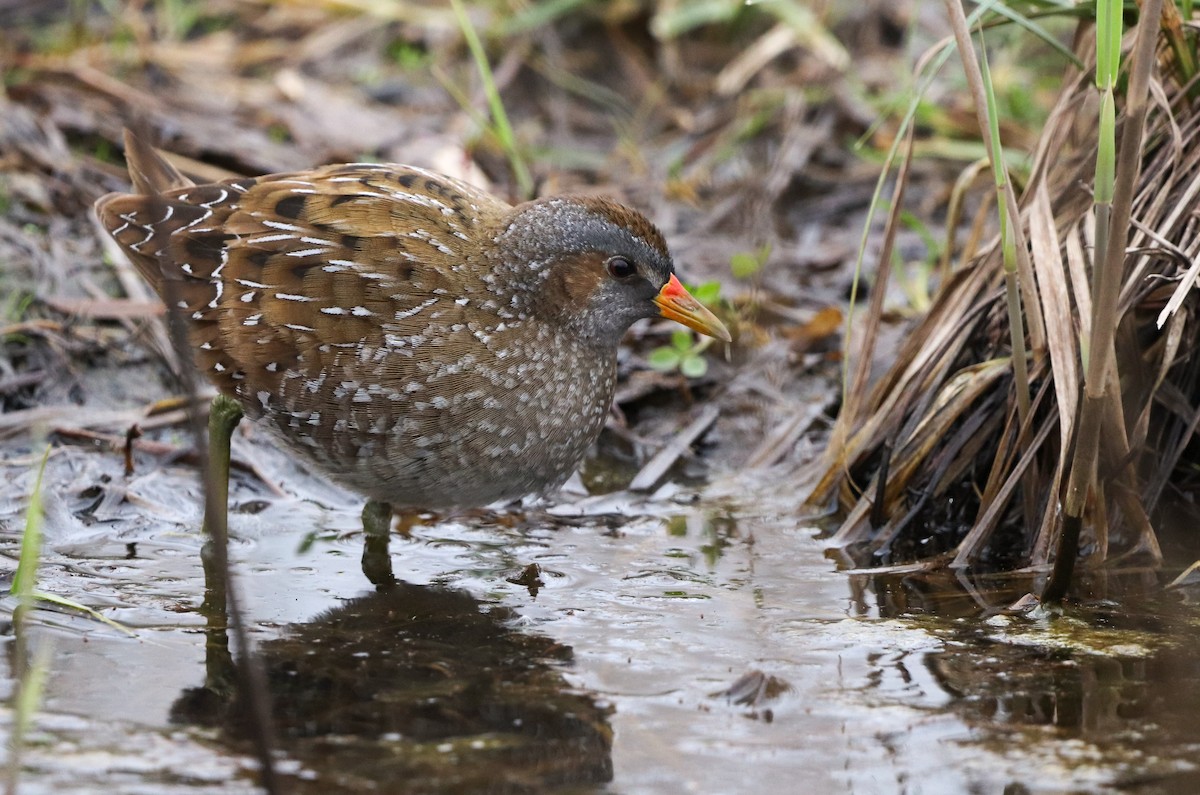 Spotted Crake - ML548427001