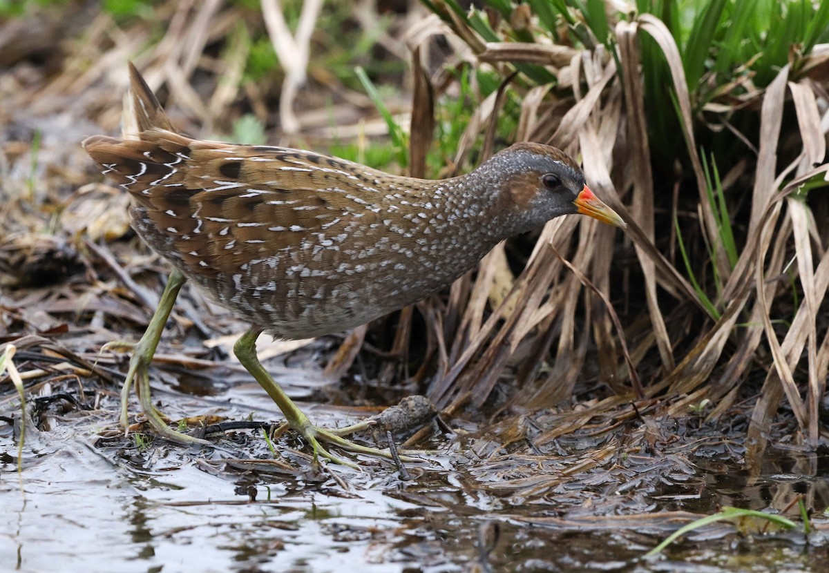 Spotted Crake - ML548427021