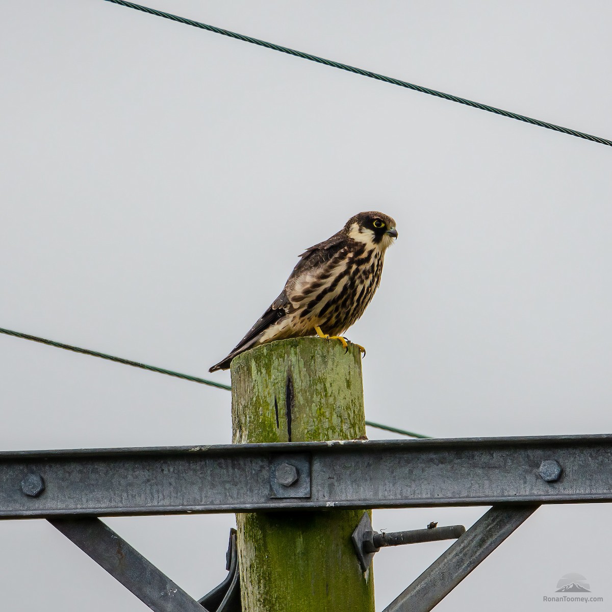 Eurasian Hobby - ML548427301