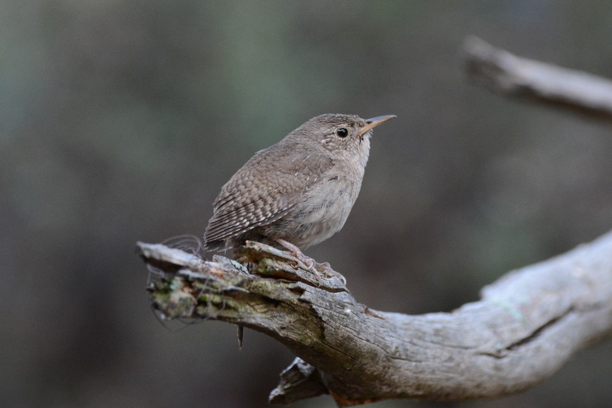 House Wren (Northern) - ML54842741