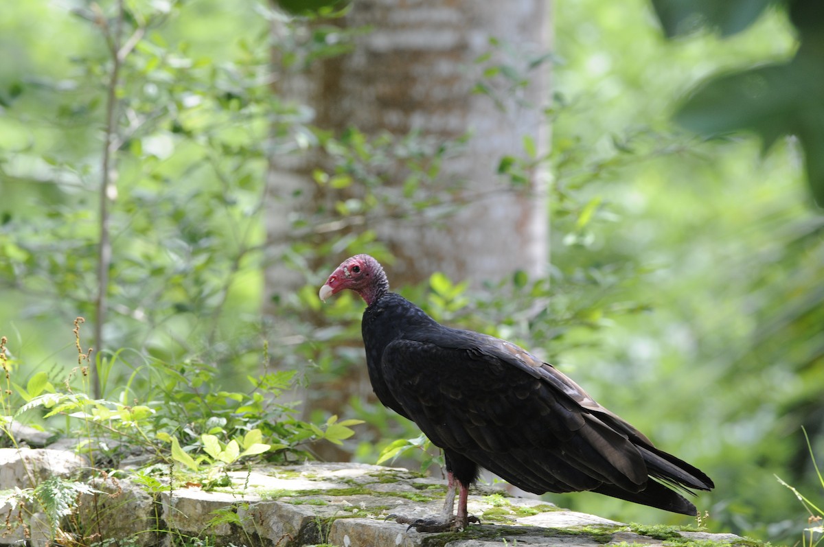 Turkey Vulture - Florent De Vathaire