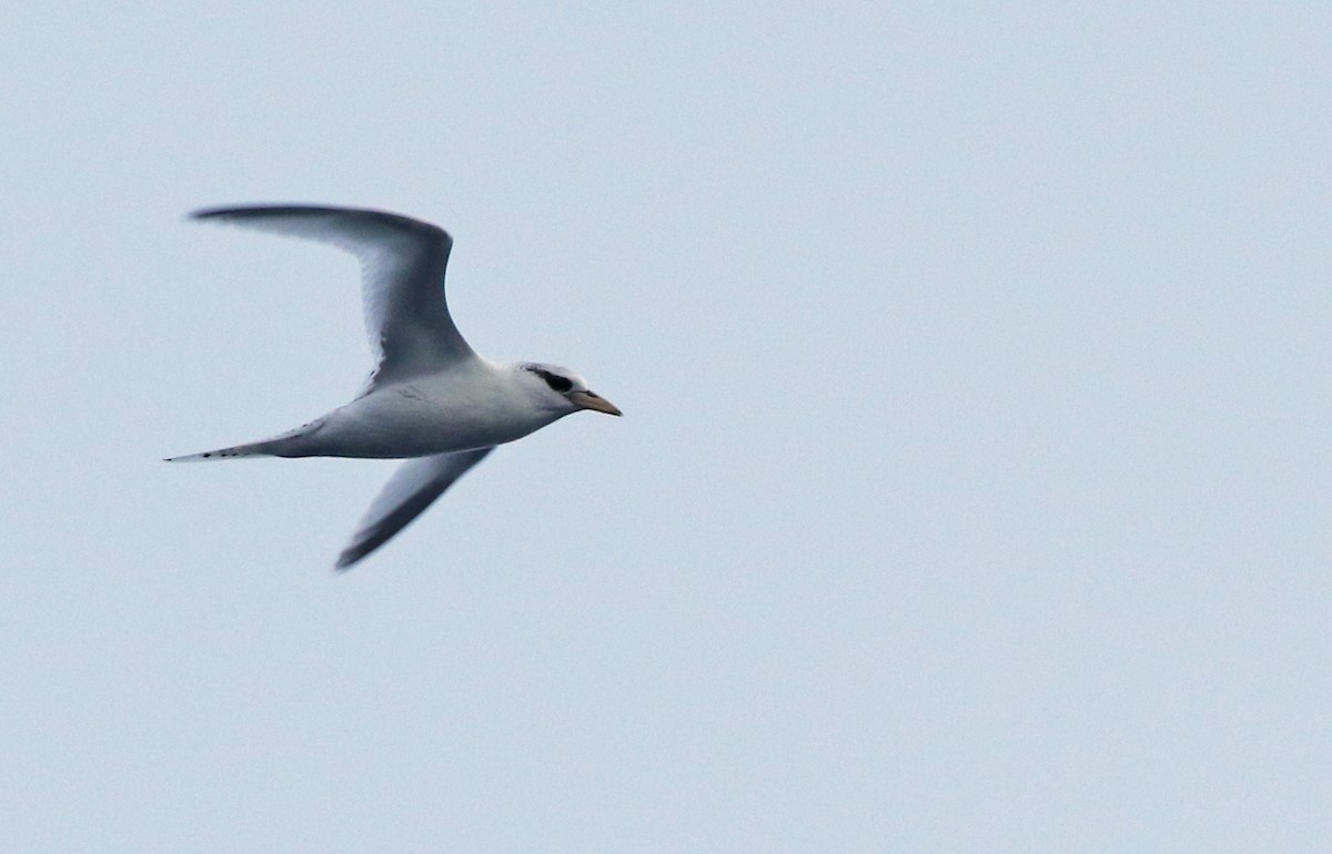 White-tailed Tropicbird - ML54842901