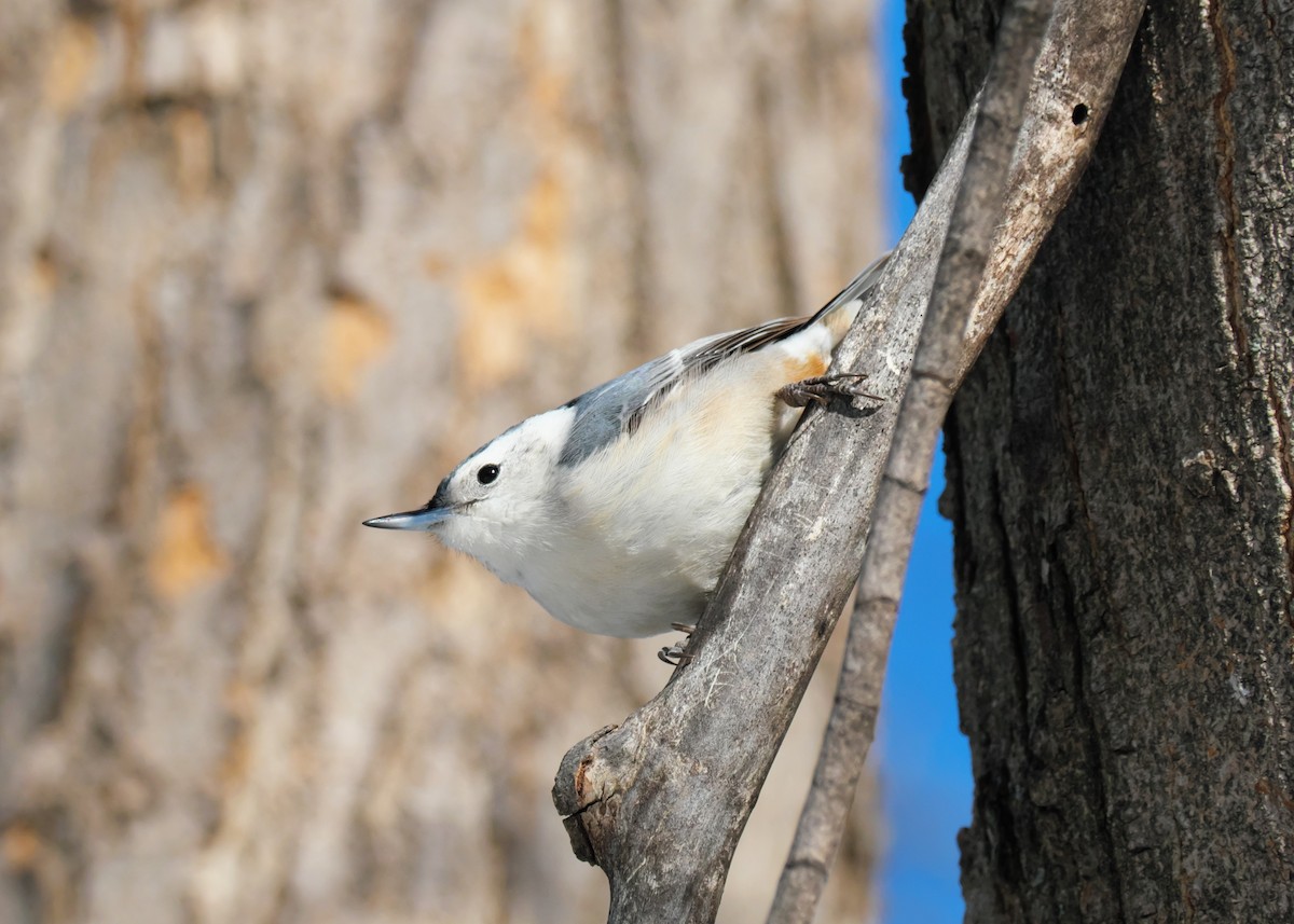White-breasted Nuthatch - Jesse Morris