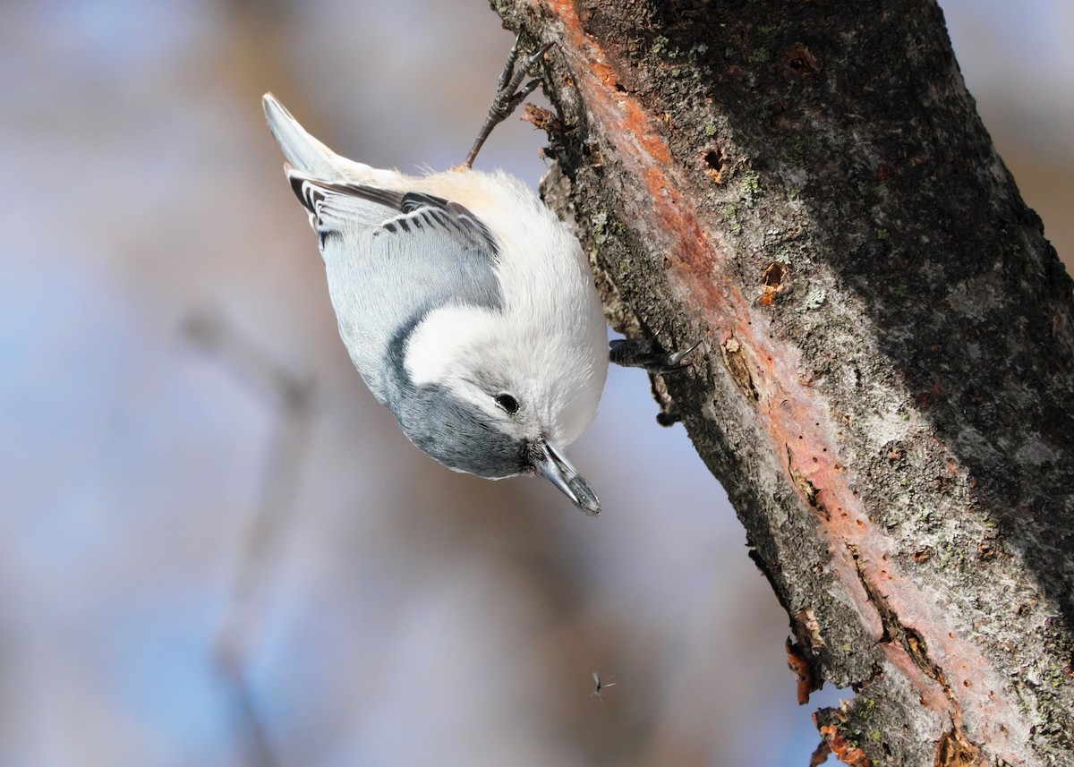 White-breasted Nuthatch - ML548431001