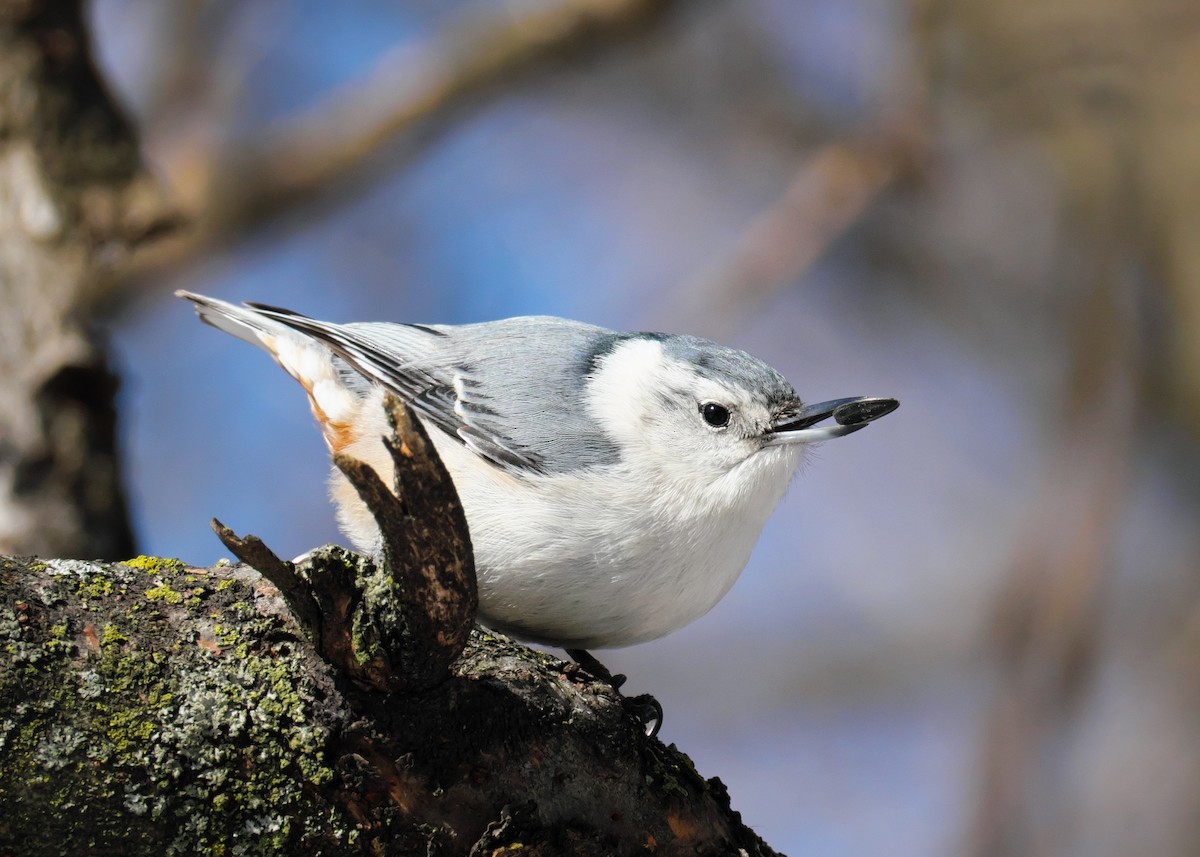 White-breasted Nuthatch - ML548431011