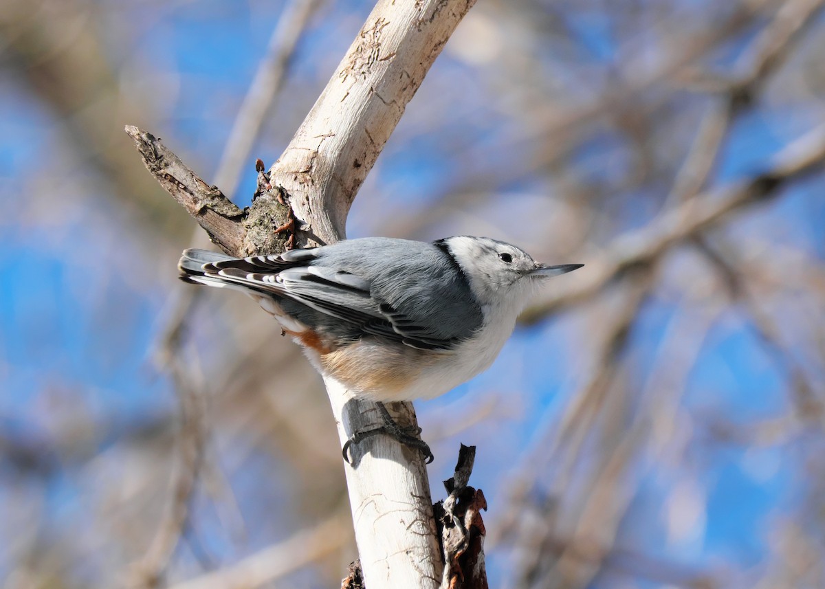 White-breasted Nuthatch - ML548431031