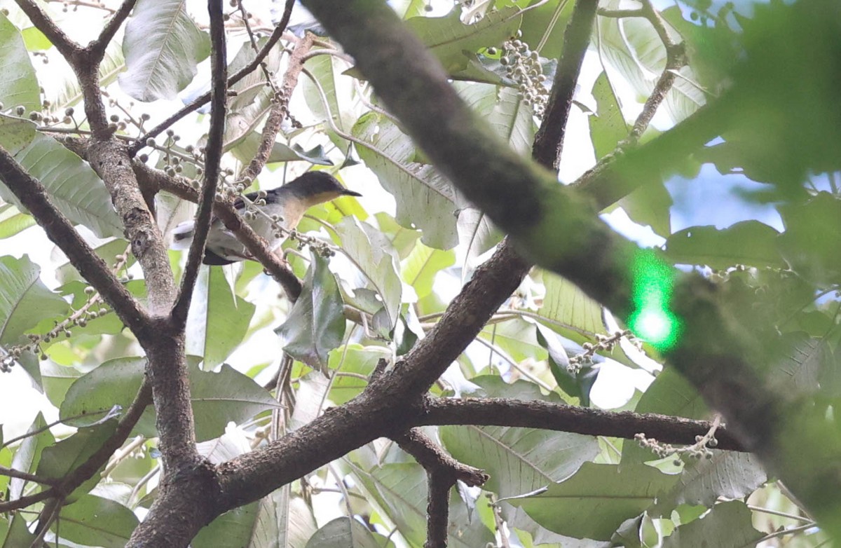 Buff-throated Apalis - ML548431481