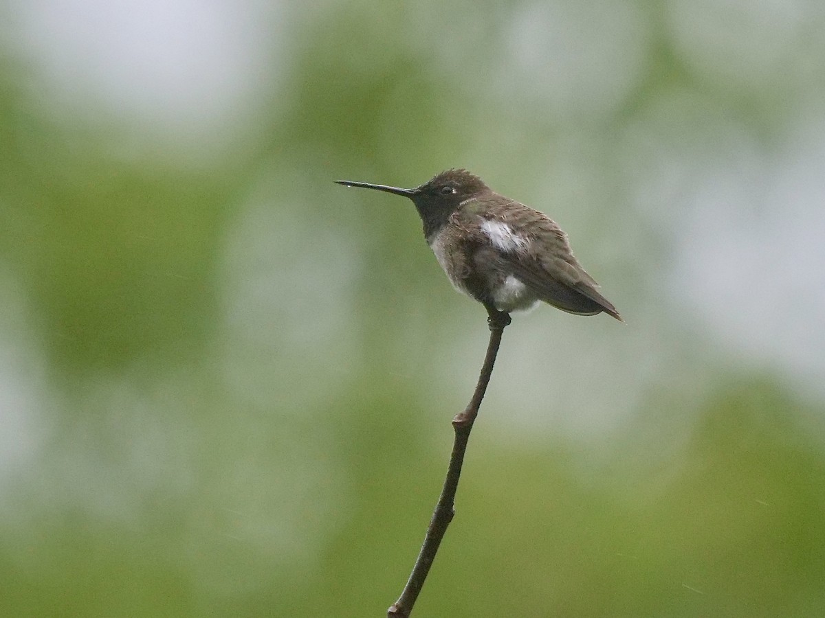 Black-chinned Hummingbird - ML548431851