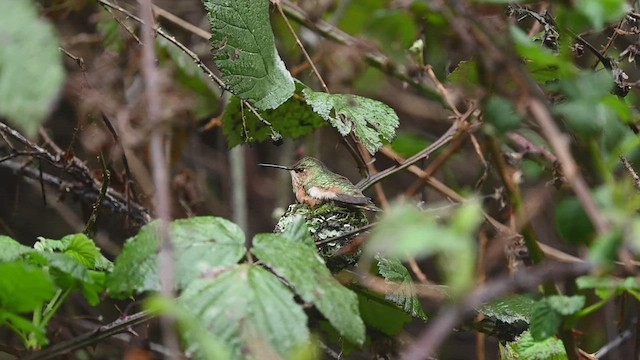 Colibrí de Allen - ML548431871